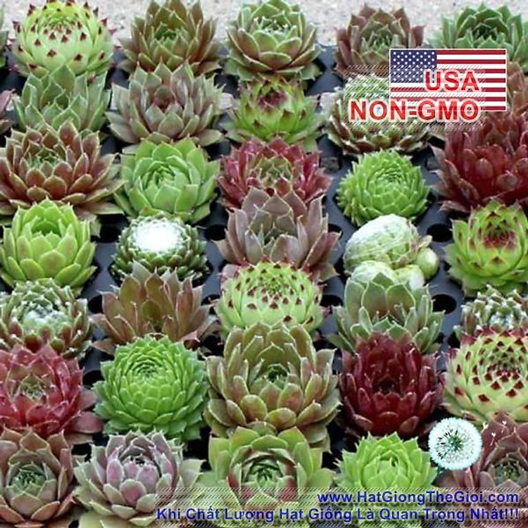 5h Hạt Giống Sen Đá Mỹ Mix Mini (C4.101| B20*V34)