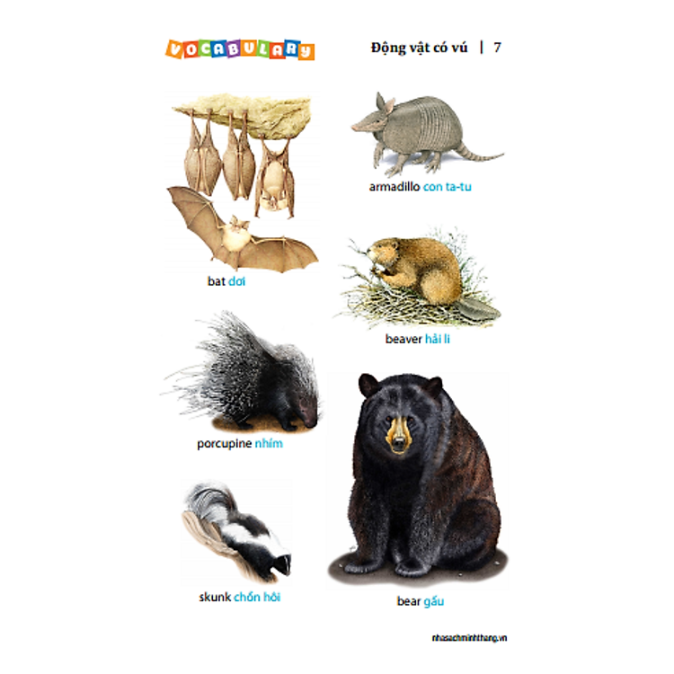 5.500 Từ Vựng Tiếng Anh Thông Dụng Nhất (Tái Bản 2020 - Màu) - Ảnh 4