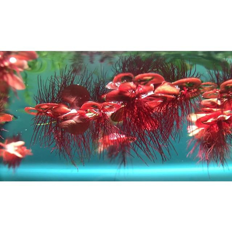 BÈO RỄ ĐỎ - HÚT DINH DƯỠNG DƯ - KHỬ ĐỘC HỒ CÁ THUỶ SINH