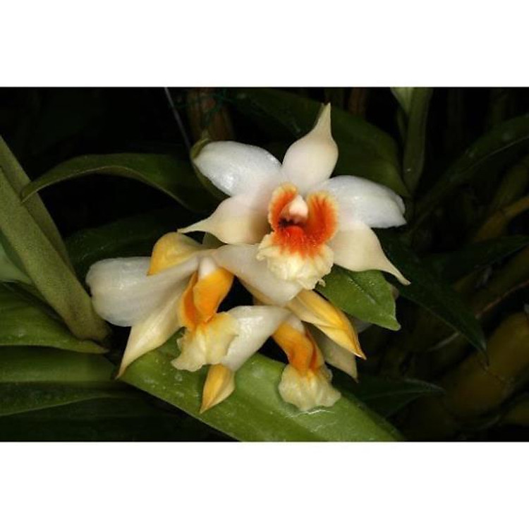 1 bảng(1 chậu) hoa lan NHẤT ĐIỂM HỒNG hàng rừng thuần chậu siêu to, hoa siêu đẹp