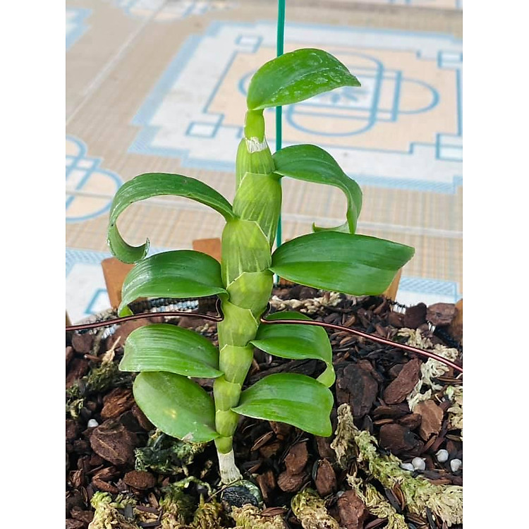 (hàng mới) CHẬU LAN PHI ĐIỆP ÁM MẮT ĐỎ HÒA BÌNH