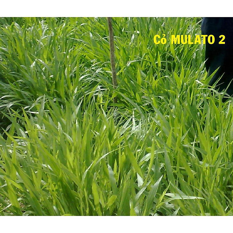 Hạt giống cỏ MULATO II 100g - cỏ chịu lạnh chịu hạn tốt, tái sinh lâu năm