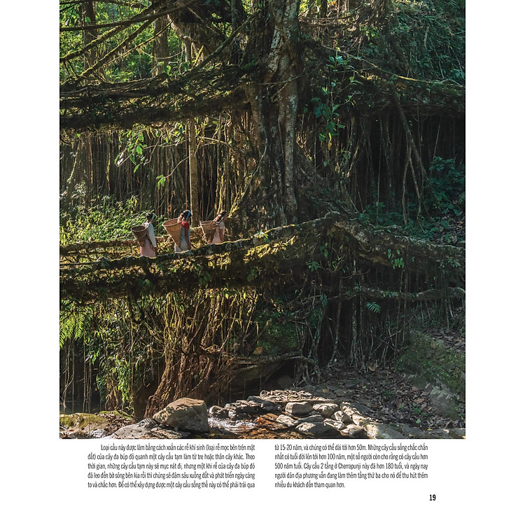 Bách Khoa Thư Về Thế Giới Thực Vật - Cây, Lá, Hoa Và Hạt - Ảnh 5