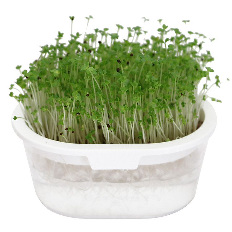 Hộp Trồng Rau Mầm Thủy Canh VitaHiro