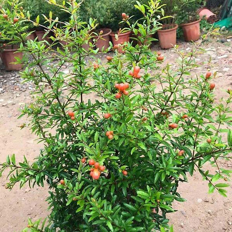 Giống lựu đỏ lùn