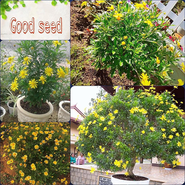 ️Hạt Giống Hoa Cúc Thân Gỗ Nhà Vườn Đà Lạt️ Dễ Trồng Tỉ Lệ Nảy Mầm Trên 90% Gói 30 Hạt