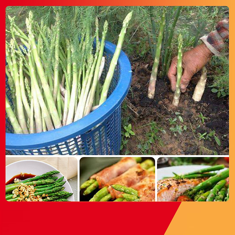 Hạt Giống Măng Tây Xanh F1 - Nảy Mầm Cực Chuẩn