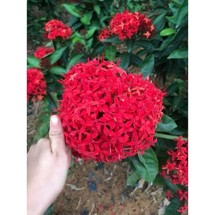 5 cây hoa mẫu đơn bỉ lá nhỏ hoa đỏ