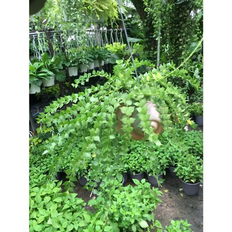 Bộ 2 chậu Lan tim treo tường trang trí