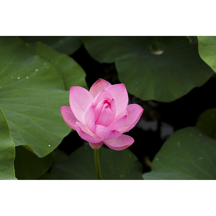 Gói 10 hạt giống sen ta - Sen Hồng Việt Nam - Vietnamese Lotus