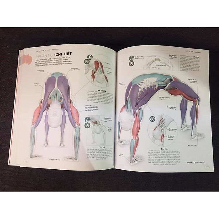 KHOA HỌC VỀ YOGA - Ảnh 5