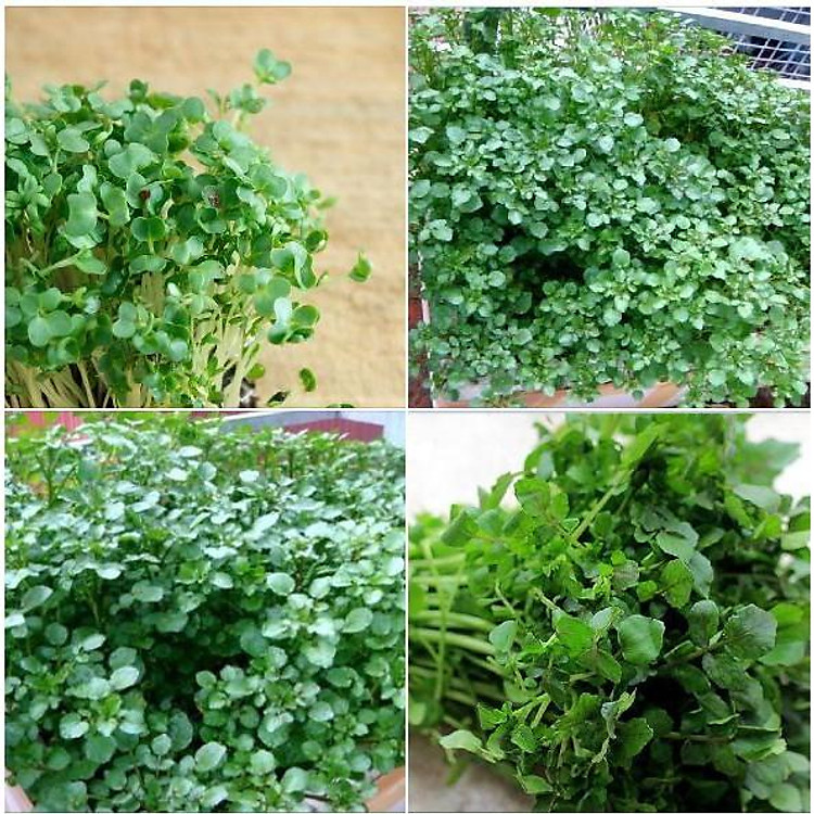 Hạt giống rau xà lách xoong mỹ ( 1gr/gói )