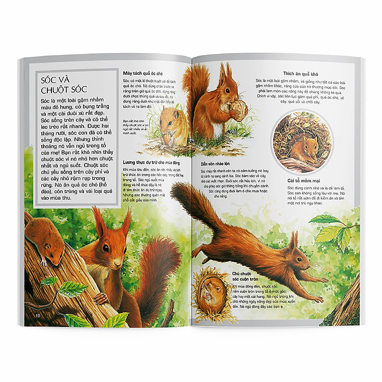 Động Vật Rừng - Ảnh 2