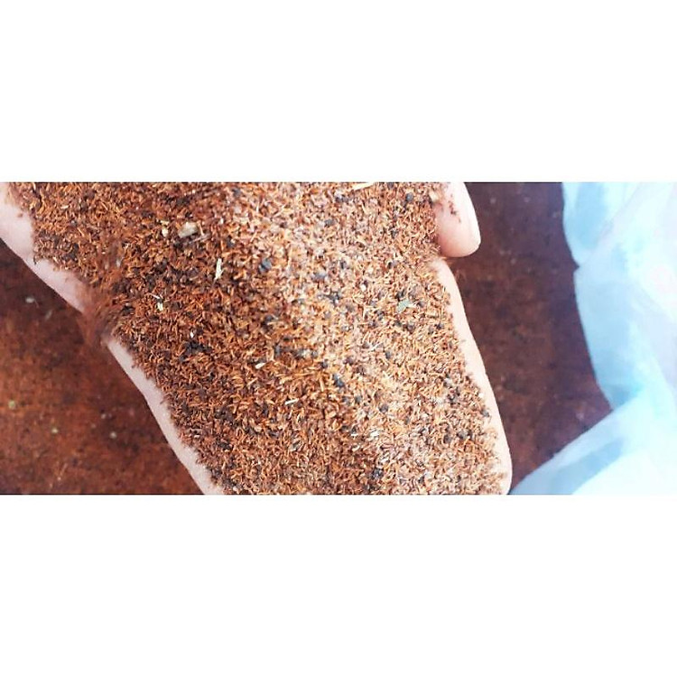 250 gram hạt bạch đàn đỏ