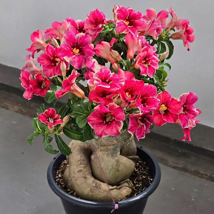 Hạt giống hoa sứ kép Thái Lan - Bịch 10 hạt – Mã số 2025