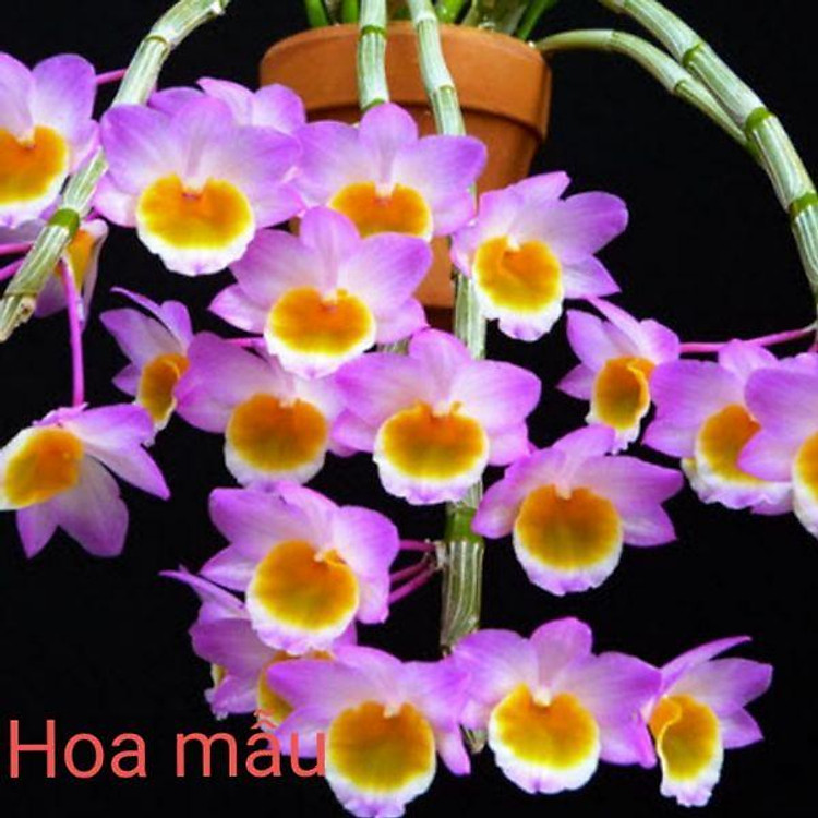 Giá Gốc Phong lan Long tu đá