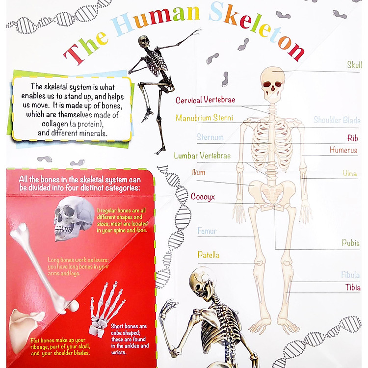Wonder Of Learning - My Fold-Out Book Of The Human Body - Ảnh 3
