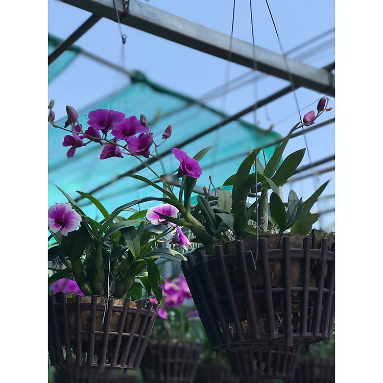 Hoa lan chậu treo