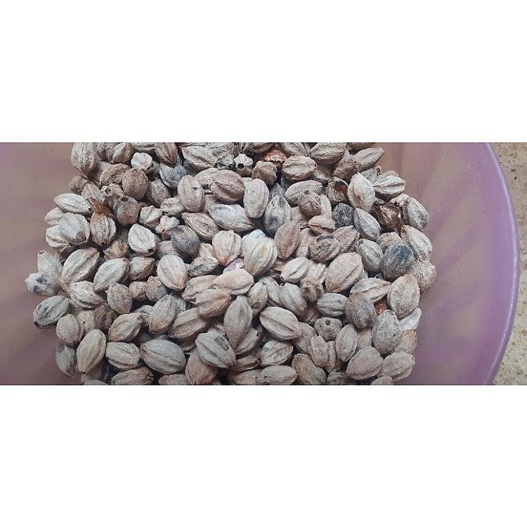 Hạt xoan ta giống