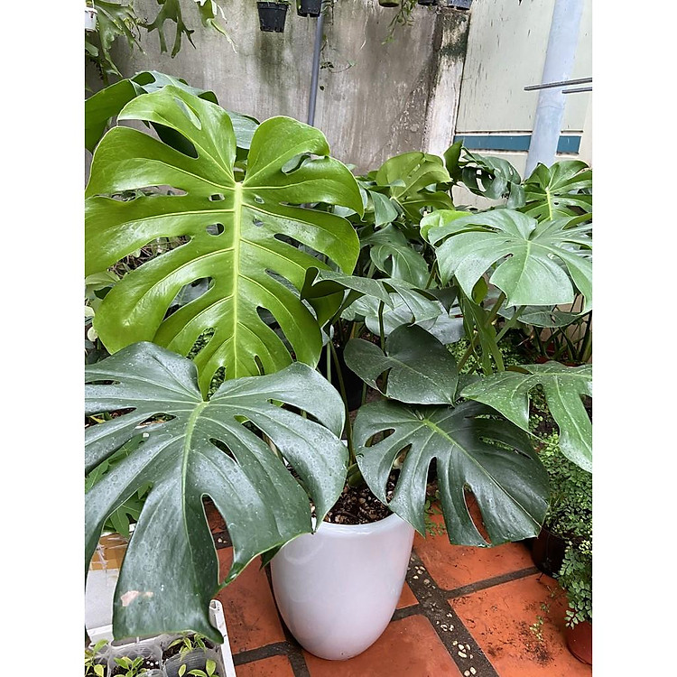 monstera deliciosa, trầu bà nam mỹ