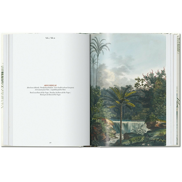 The Book of Palms. 40th Ed - Ảnh 6