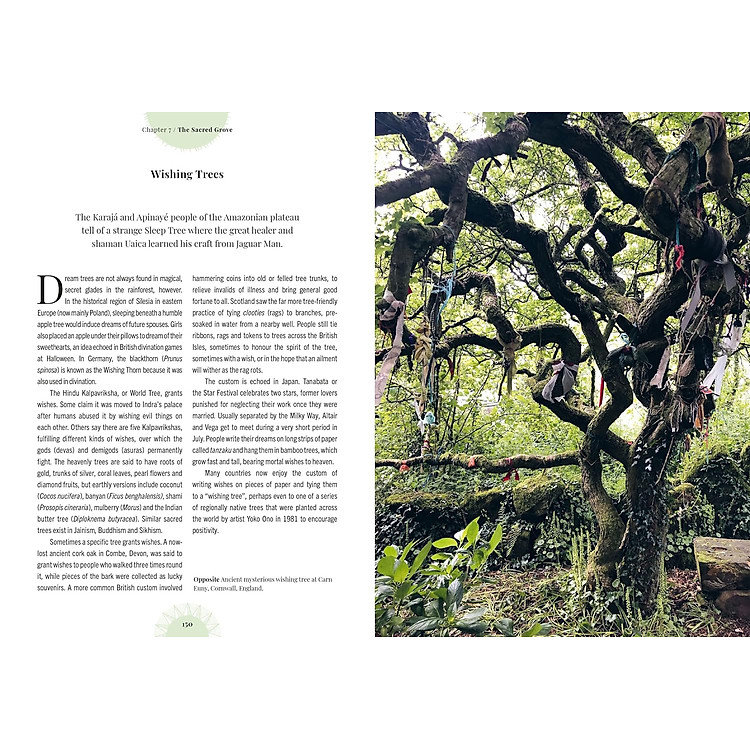 Kew - Witch's Forest - Ảnh 6