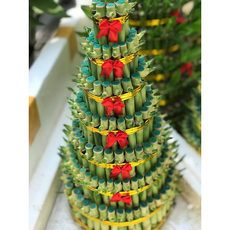 Trúc phú quý để bàn