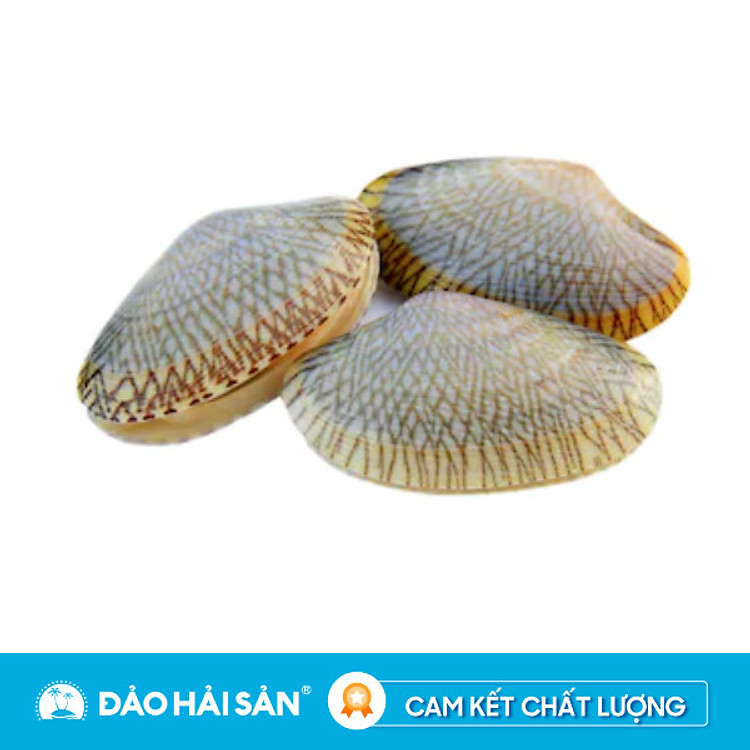 Ốc Chip Chip - Sò Lụa Sống