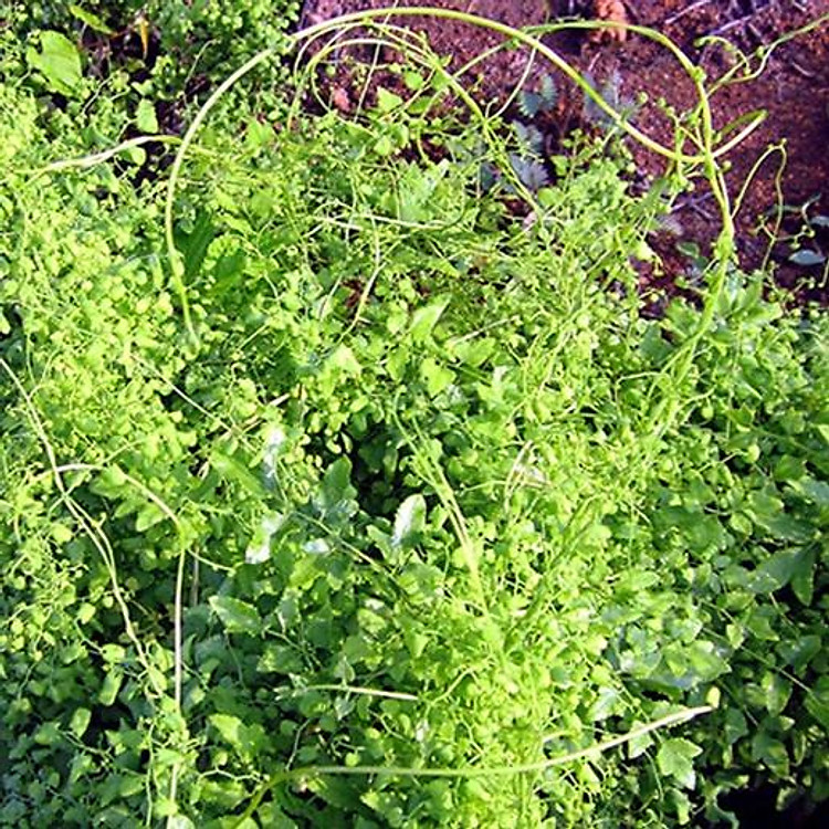 Bòng Bong Khô Hải Kim Sa (300g) - Ảnh 2