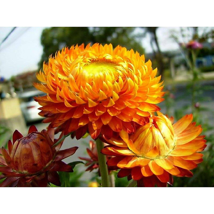 Bộ 1 gói Hạt giống hoa cúc bất tử