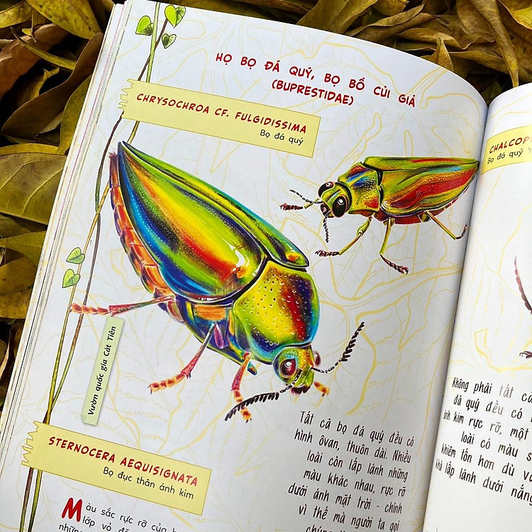 Bộ Sinh vật học kỳ thú - Những cư dân tí hon của rừng Việt Nam - Ảnh 5