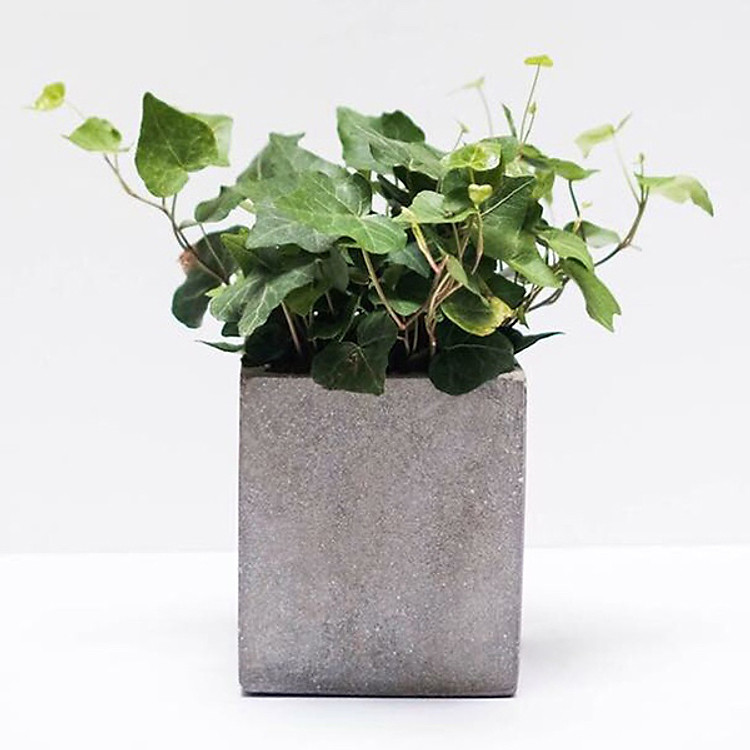 Cây Thường Xuân