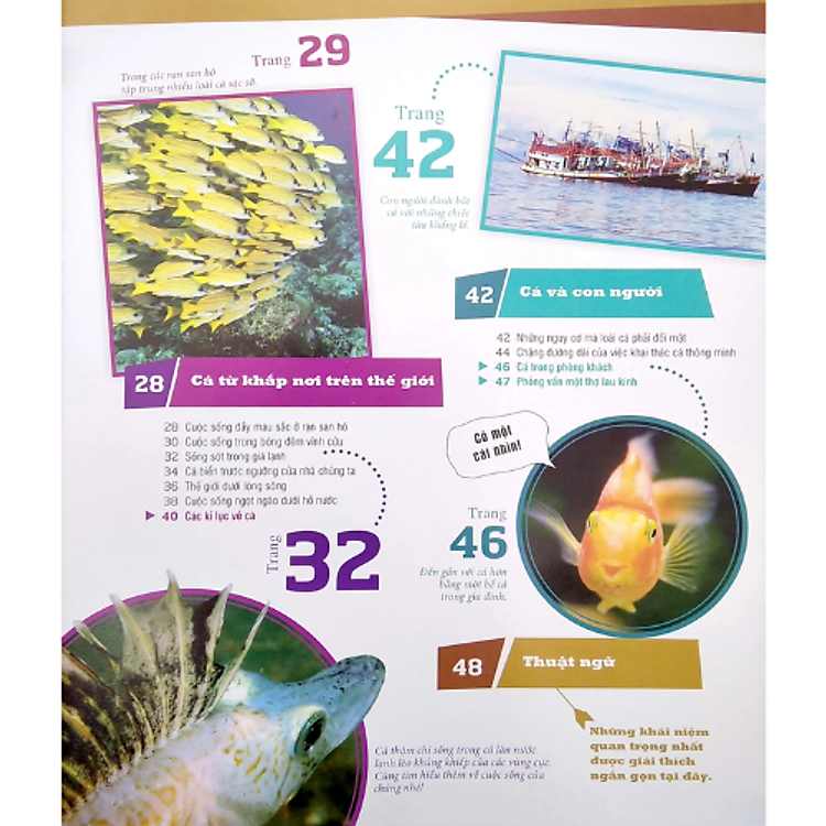 Thế Nào Và Tại Sao - Các Loài Cá - Thế Giới Diệu Kì Dưới Nước - Ảnh 4