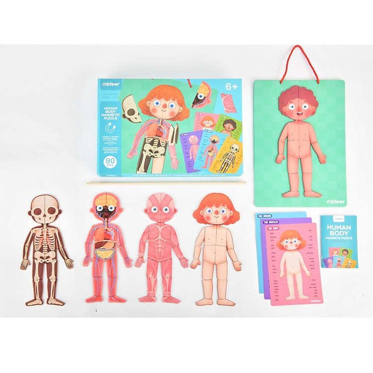 Đồ Chơi Xếp Hình Nam Châm Cơ Thể Mideer Chính hãng Giá rẻ - Hình ảnh 4