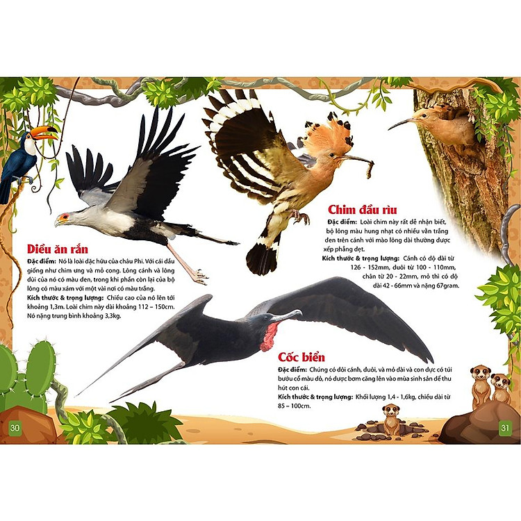 Khám Phá Động Vật 5 Châu - Châu Phi - Ảnh 7