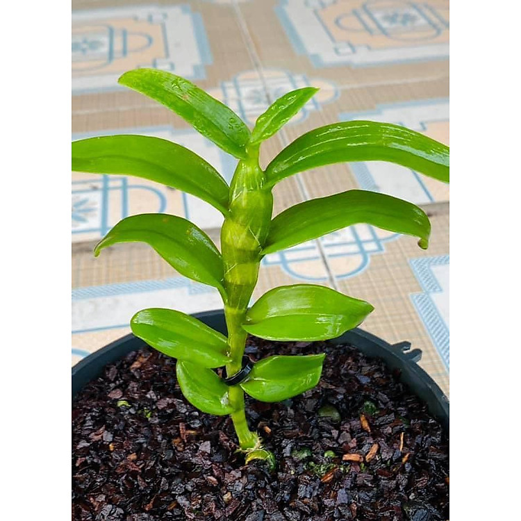 LAN PHI ĐIỆP ÁM CAO BẰNG - HOA CỰC ĐẸP, CỰC HIẾM - HÀNG GIEO HẠT