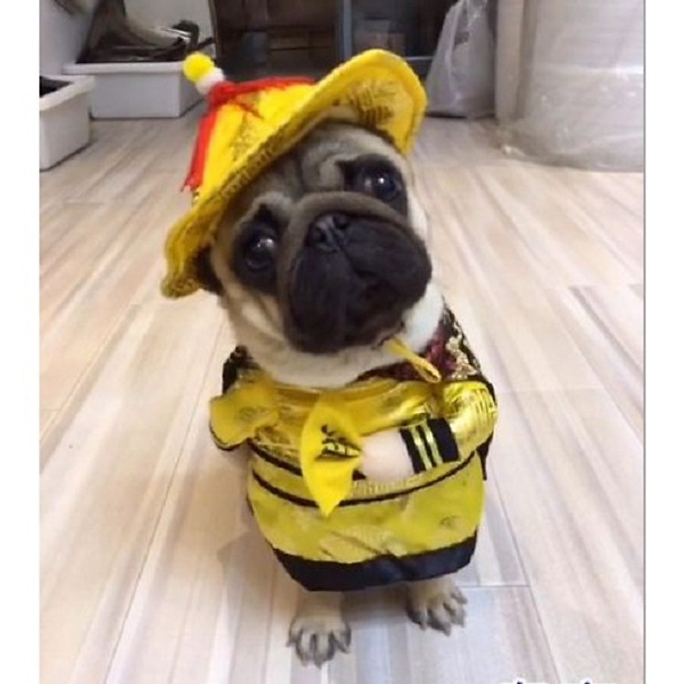 Bộ quần áo Cosplay Hoàng Đế cho Chó Mèo