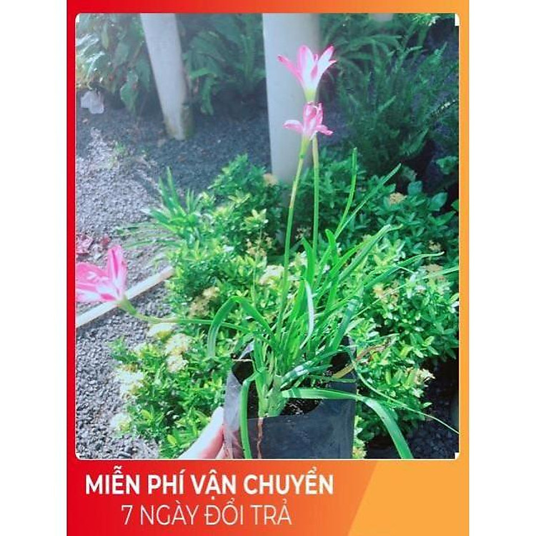 Hoa Huệ Mưa (hoa tóc tiên)