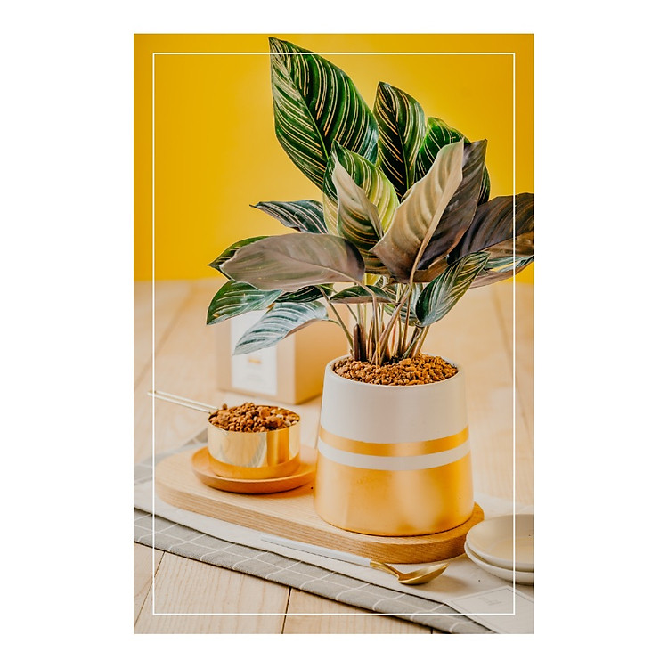 Chậu Đuôi Công Sọc Sanglang