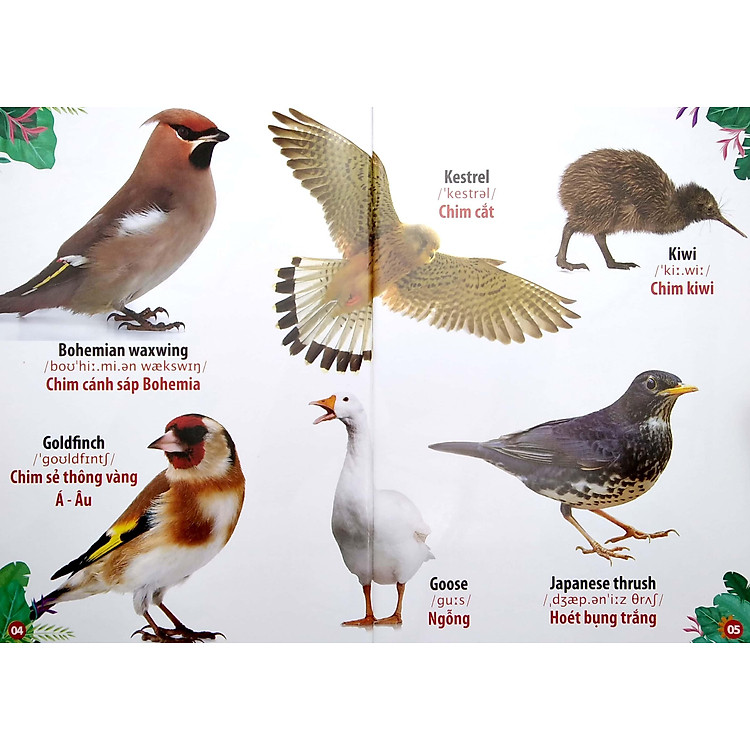 Thư Viện Hình Ảnh Song Ngữ Đầu Tiên Của Bé - Loài Chim - Ảnh 5