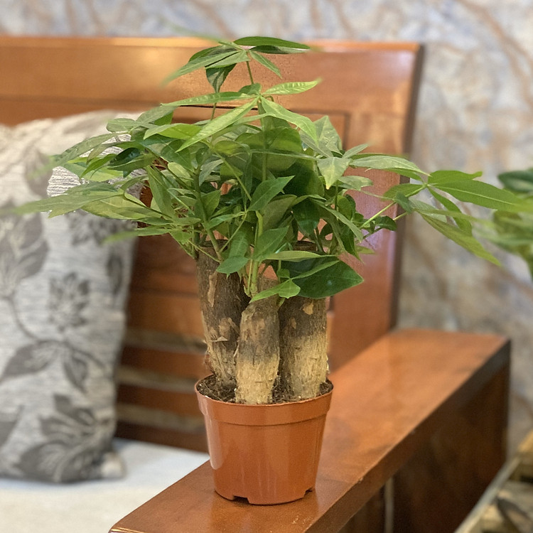 Cây Kim Ngân 3 thân để bàn (cây & chậu nhựa)