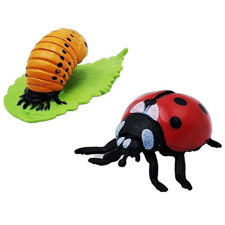 Bọ Rùa Mô Hình Vòng Đời Tự Nhiên Chính hãng Ưu đãi - Hình ảnh 5