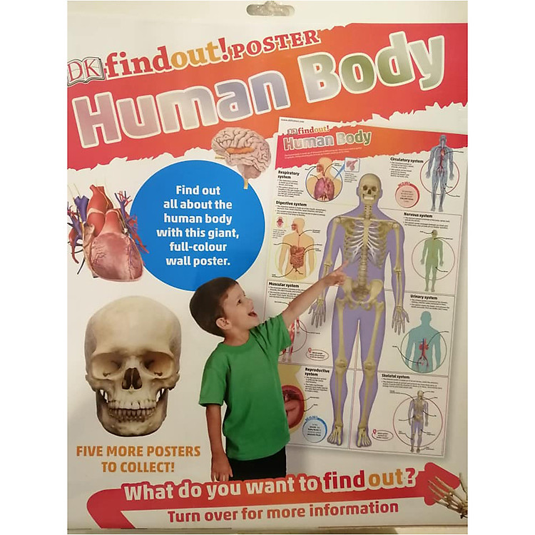 Sách DKfindout! Human Body Poster
