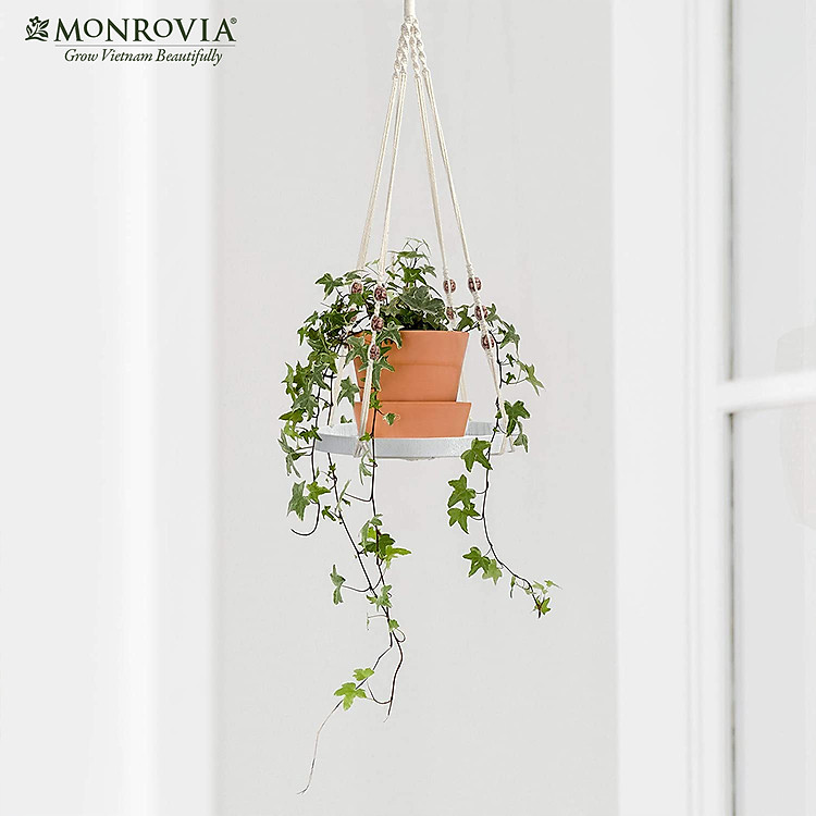 Dây treo Macrame kèm đĩa đựng chậu MONROVIA - Ảnh 3