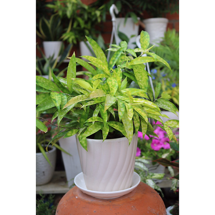 Chậu Trúc Huy Hoàng để bàn