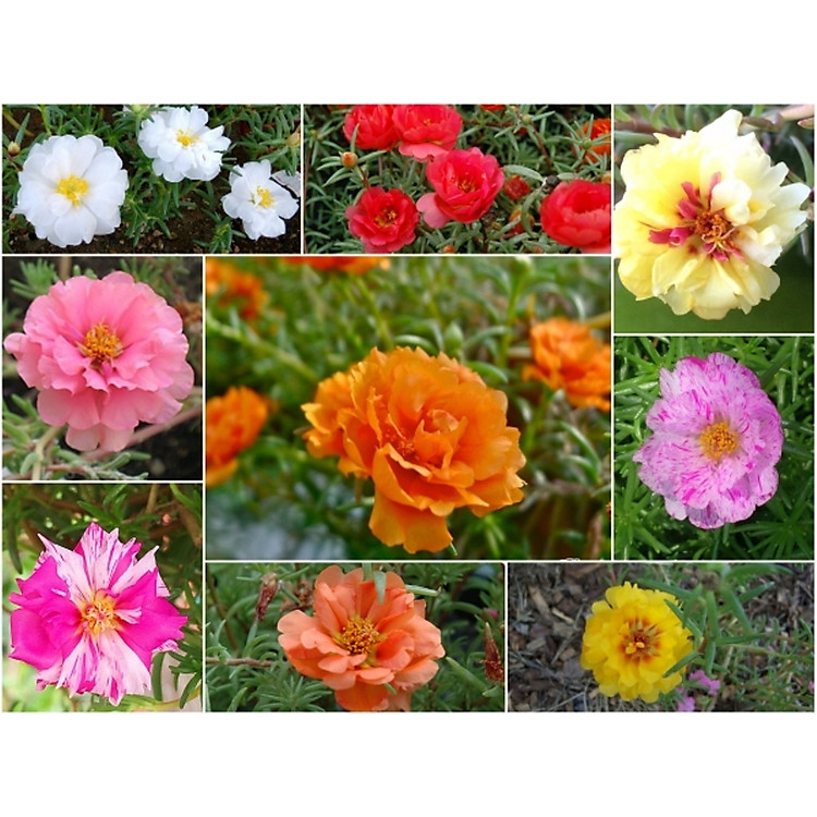 Hạt Giống Hoa Mười Giờ Kép (0.6gr ~200 hạt)