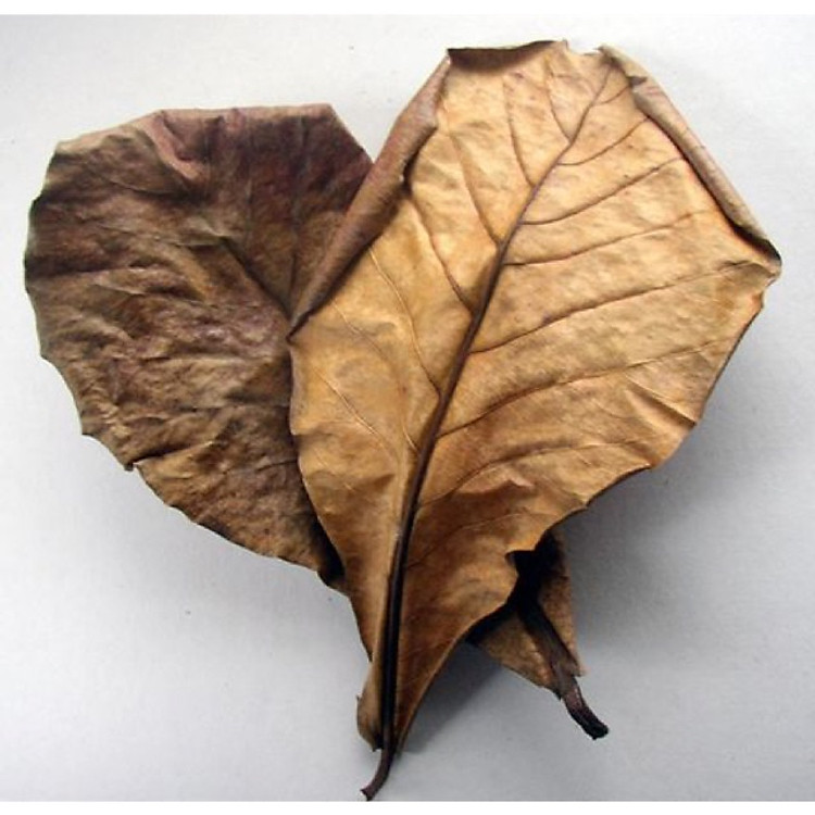 Lá bàng khô cho cá 200g