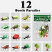 Bộ sưu tập 12 Bọ Cánh Cứng Safari nhựa dẻo - đồ chơi mô hình New4all Animal World A126 cho bé 2-4 tuổi