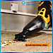 Máy hút bụi không dây INGCO CVLI201261 dùng pin 20V không bao gồm Pin và Sạc