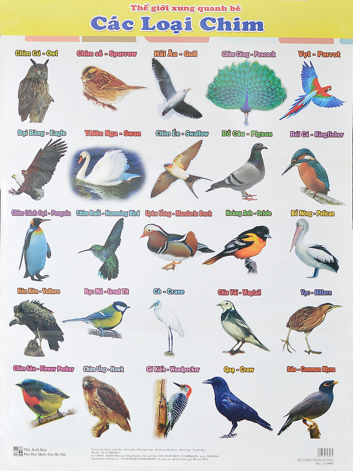 Poster Lớn - Các Loại Chim
